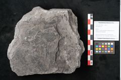 Foto (Objekt + Etikett) von Neuropteris sp.  (NHMW-GEO-2024-0188-10691)